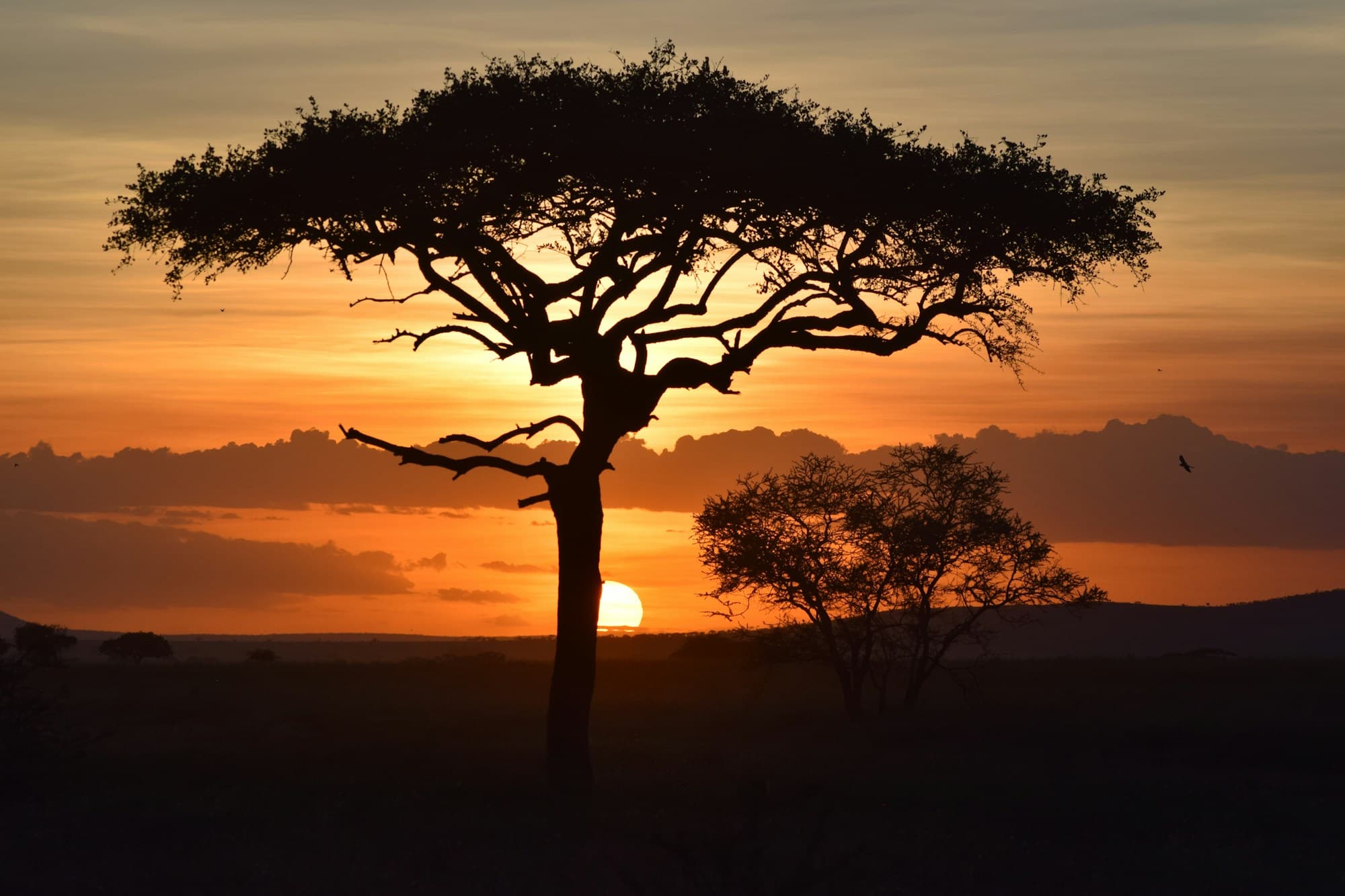 An acacia tree silhouetted against a golden sunset in Serengeti National Park